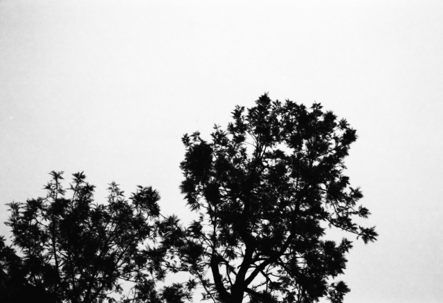 IMG_20150408_0007 640